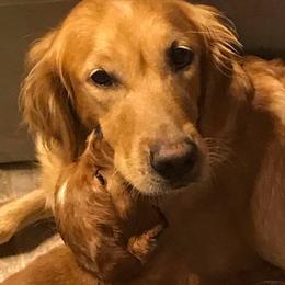 Golden Retrievers from Smokingold Retreivers