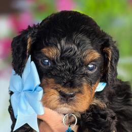 Bryan Blue Collar - Tri-color male Bernedoodle puppy in Vernon, Texas from Sugarland's Texas Goldendoodles
