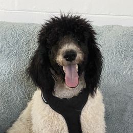 Cupid - Poodle