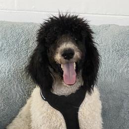 Cupid - Poodle