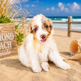 Churro - Merle male Goldendoodle puppy in Orange City, Florida from Rainbow Doodle