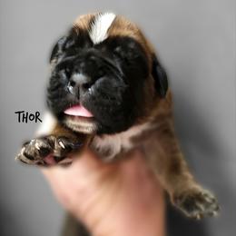 Thor - Fawn male Boxer puppy in Spring Hill, Florida from Hart's Grand Boxers