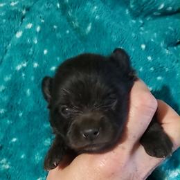 Boy 4 - Black male Pomeranian puppy in Tulsa County, Oklahoma from CP Kennels