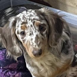 Minie - Dachshund