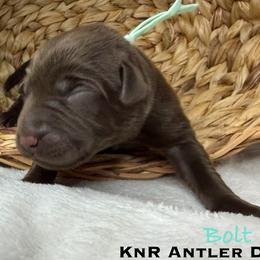 Bolt - Chocolate male Labrador Retriever puppy in Grants Pass, Oregon from KnR Antler Dogs