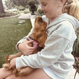 Cavalier King Charles Spaniel Puppies from Oak Haven Cavaliers