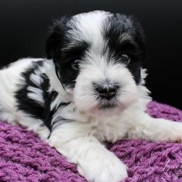 Patches - Black and white male Havanese puppy in Hendersonville, North Carolina from Grayfinn House