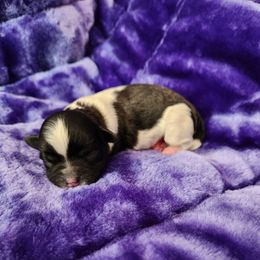Boy 2 - Brindle and white male Shihpoo puppy in North Dinwiddie, Virginia from Pups Furever