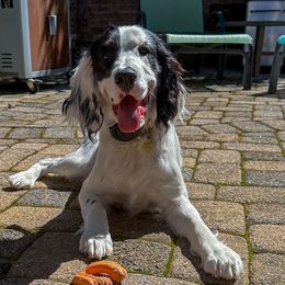 Miley - English Springer Spaniel
