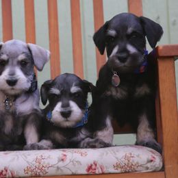 Miniature Schnauzer Puppies from Rose Lane Schnauzers