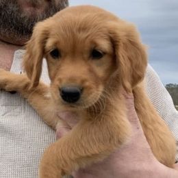 Golden Retrievers and Shetland Sheepdogs from Bigfoot Farms