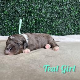 Teal Girl - Blue merle female Bernedoodle puppy in Modesto, California from Two Doods Doodles