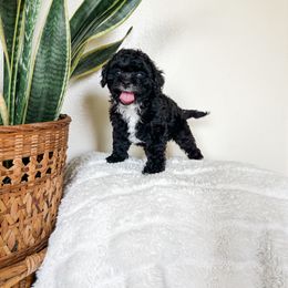 Cockapoo Puppies from Cockapoo puppies and co.