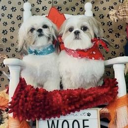 Shih Tzus from Fino’s Pampered Pups