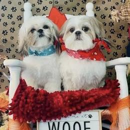 Shih Tzus from Fino’s Pampered Pups