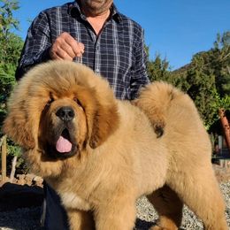Tibetan Mastiff Puppies from DRAKYI TIBETAN MASTIFFS