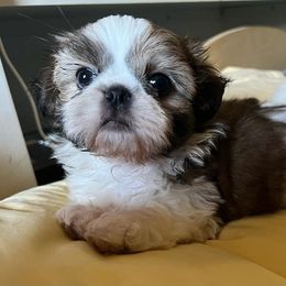 Shih Tzus from Portlandia Shih Tzu
