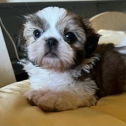 Shih Tzus from Portlandia Shih Tzu