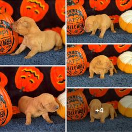 Green Collar - Yellow male Labrador Retriever puppy in Quinlan, Texas from Wright Way Retrievers