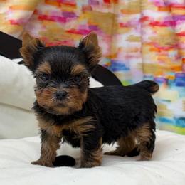 Ty - Blue and gold male Yorkshire Terrier puppy in Monticello, Iowa from Ashley’s Puppies