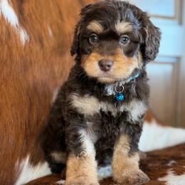 Daffodil - Brown and white male Aussiedoodle puppy in Grinnell, Iowa from Rural Iowa Aussies & Doodles