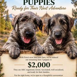 Irish Wolfhound puppies from Juniper Creek Irish Wolfhounds