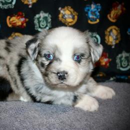 Australian Shepherd Puppies from HP Aussie Kennels