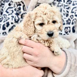 Bernedoodle and Goldendoodle Puppies from Have-a-Doodle Hill