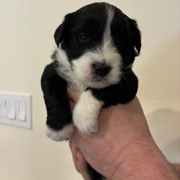 Sugar - Black and white female Aussiedoodle puppy in Elk, Washington from James Ruby Farms