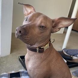 Cepos - Xoloitzcuintli