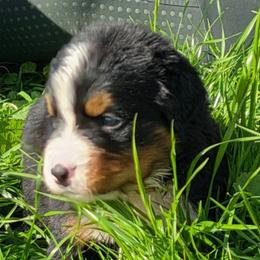 Yellow white - Black rust and white male Bernese Mountain Dog puppy in Auburn, Washington from MSM Bernese Mountain Dogs