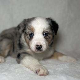 Bruno - Blue merle male Miniature Australian Shepherd puppy in Visalia, California from Furrever.Mini.Aussies.llc