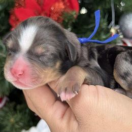 Egg nog - blue collar male - Tri-color male Bernedoodle puppy in Yuciapa, California from AlltheDoodlez_
