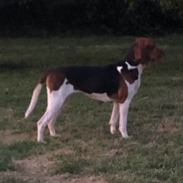 Lilly Bird - Treeing Walker Coonhound