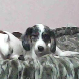 Comma - Dapple male Dachshund puppy in Hollis, Oklahoma from Write Breed Doxies