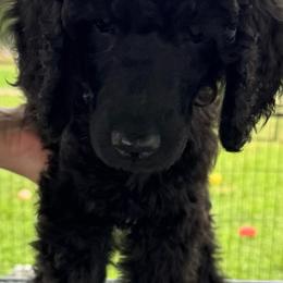Violet (purple collar) - Black female Poodle puppy in Breckenridge, Texas from Cates Standard Poodles