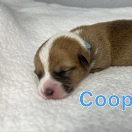 Cooper - Red male Pembroke Welsh Corgi puppy in Ocala, Florida from Corgi Lover Crew