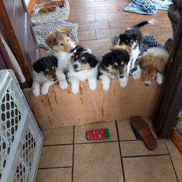 Collie puppies from Campers Collies