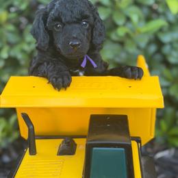 AKC Bella - Purple - Black female Poodle puppy in Baytown, Texas from Charlotte & Co. Miniature Poodles