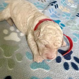 Spider-Man - Cream male Goldendoodle puppy in Pensacola, Florida from Goldendoodles Love You in Pensacola Friend Edition