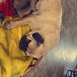 Pug puppies from Milan Pugs