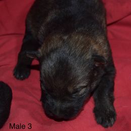 German Shepherd Puppies from Kraften K9