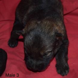 German Shepherd Puppies from Kraften K9