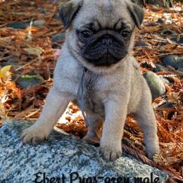 Macintosh - grey colar - Fawn male Pug puppy in Saint Helens, Oregon from Ebert Golden Retrievers & Pugs