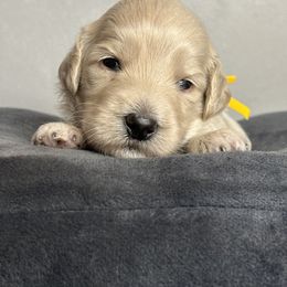 Bernedoodle, Goldendoodle, and Poodle Puppies from Poodle and Doodle Haven