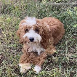 Franklin - Goldendoodle