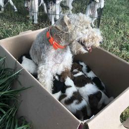 Wire Fox Terrier Puppies from Lyndon Meadow Farm