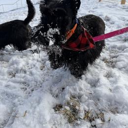 Athena - Scottish Terrier