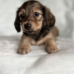 Elle - Cream female Dachshund puppy in Lake City, Florida from KNG FARMS