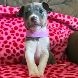 Luna - Blue white and tan female Rat Terrier puppy in Molalla, Oregon from The Puppy Patch Rat Terriers